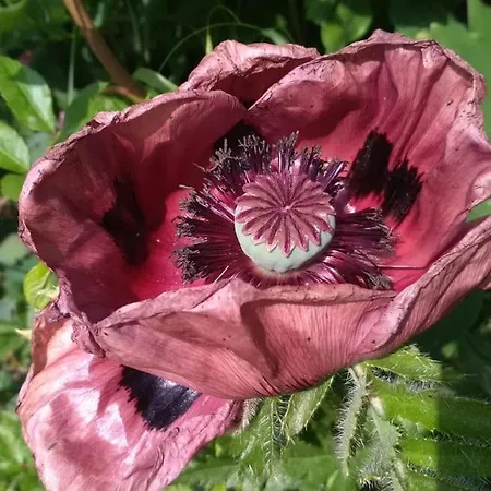 Auszeitoase Am Saechs. Jakobsweg 아파트 Naundorf (Mittelsachsen)